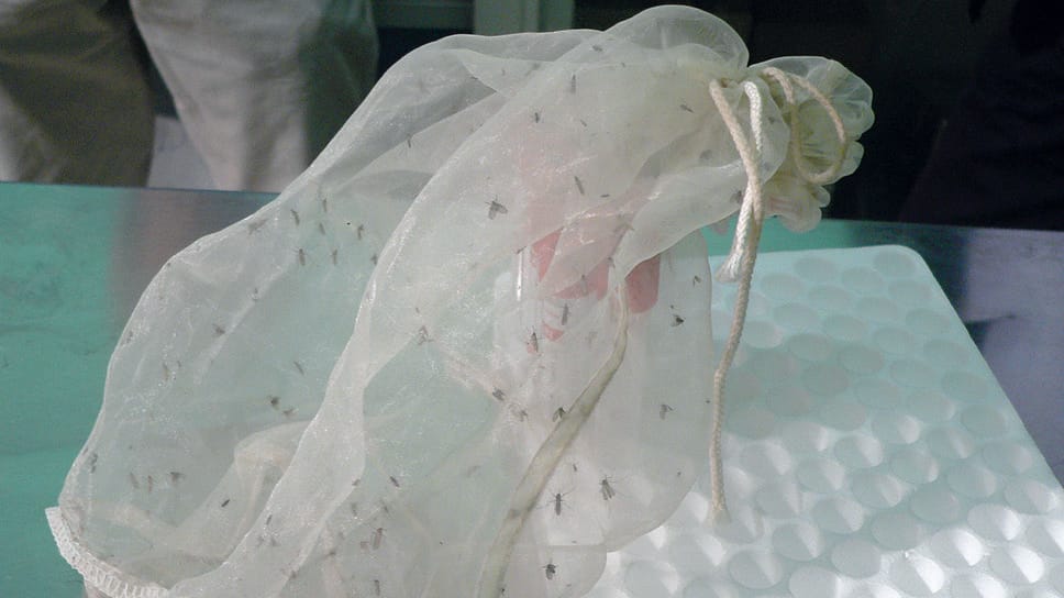 Crescono i contagi (scoperti) di febbre West Nile nel Lodigiano: cinque dall’inizio del monitoraggio estivo