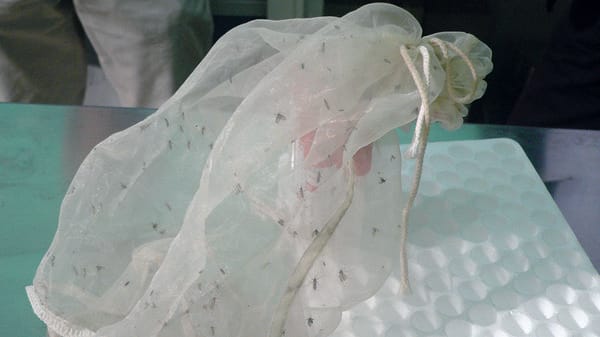 Crescono i contagi (scoperti) di febbre West Nile nel Lodigiano: cinque dall’inizio del monitoraggio estivo