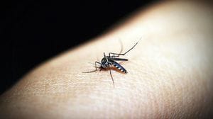 Un caso sospetto di dengue a San Donato, scatta la disinfestazione