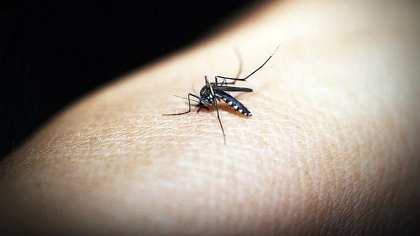 Sospetto caso di Dengue a San Donato Milanese: disinfestazione in vista. Ma è polemica sulla mancata comunicazione