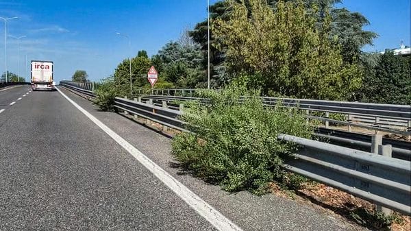 Lodi, una vera e propria foresta è cresciuta tra le due corsie della tangenziale