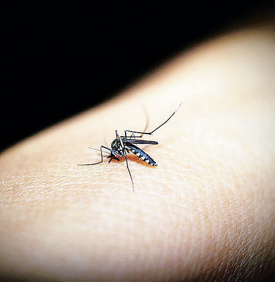 Peschiera: allarme Dengue e Zika, ordinanza del Comune per la disinfestazione