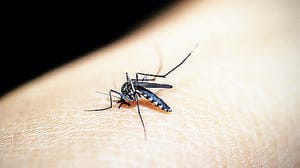 Peschiera: allarme Dengue e Zika, ordinanza del Comune per la disinfestazione