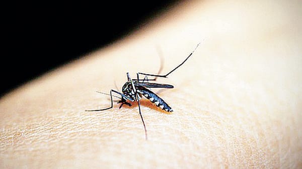 Peschiera: allarme Dengue e Zika, ordinanza del Comune