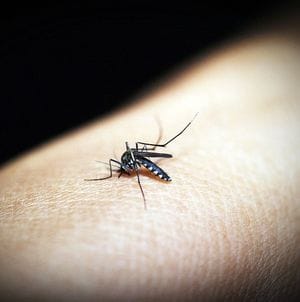 Un altro caso di Dengue, sale l’allerta a Peschiera