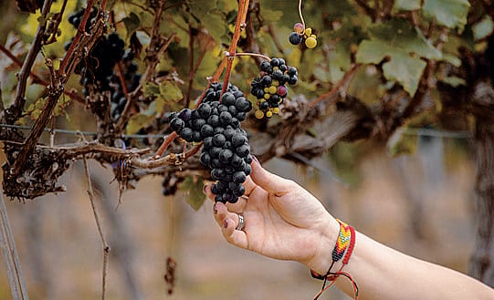 Vendemmia anticipata in collina: «Ma qualità eccellente»