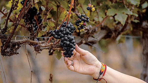 Vendemmia anticipata in collina: «Ma qualità eccellente»