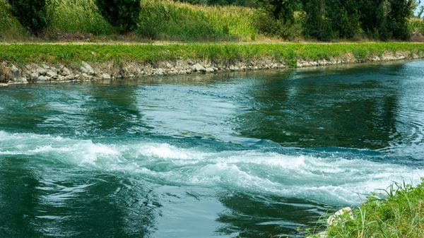 Acqua “fresca” a Cornegliano per salvare i pesci ancora vivi nella Muzza