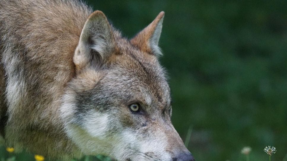 Avvistato un branco di cinque lupi tra Senna e Ospedaletto