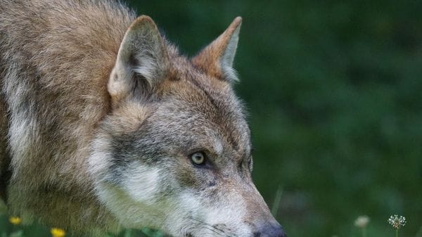 Avvistato un branco di cinque lupi tra Senna e Ospedaletto