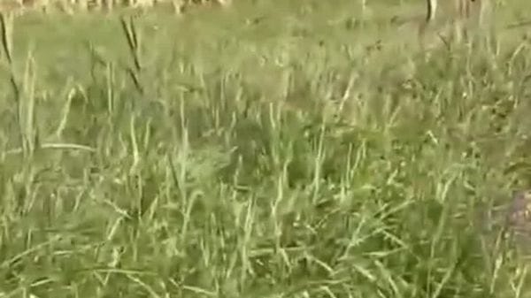 Ossago: faccia a faccia con un lupo