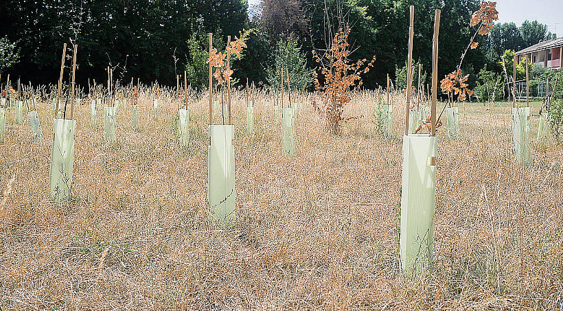 Lodi, Sos per gli alberi di via Borsellino piantati in primavera 