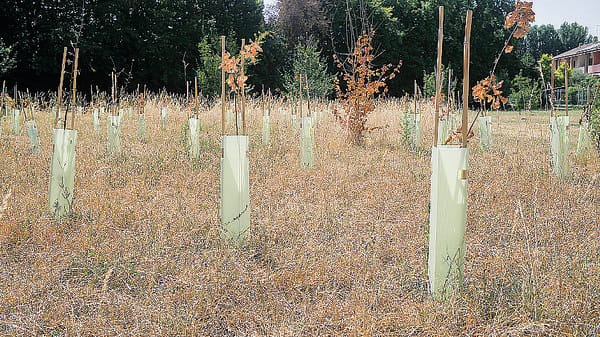 Lodi, Sos per gli alberi di via Borsellino piantati in primavera 