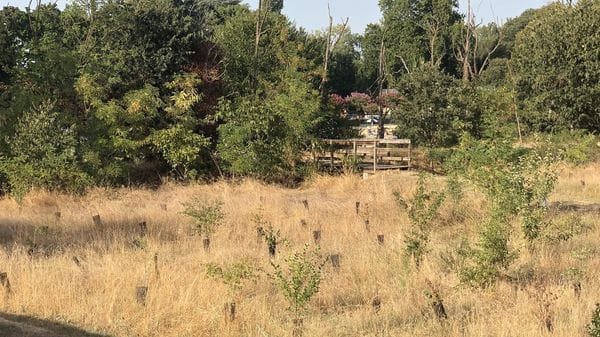 Lodi, il verde soffre: alberi morti anche in via Massena e all’Isolabella