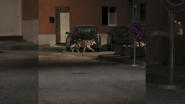 Un lupo avvistato nella notte a Senna Lodigiana