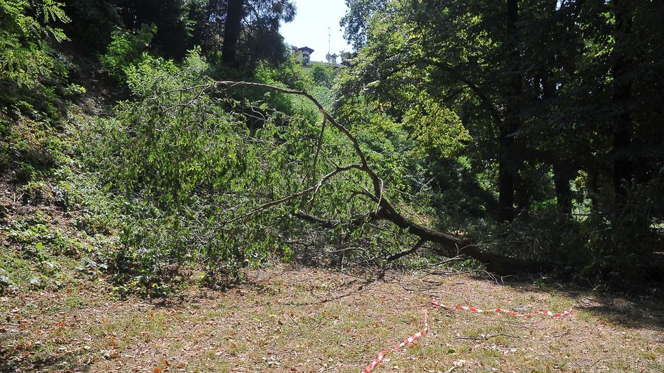Crolla un ramo all’Isola Carolina, l’allarme per i bambini