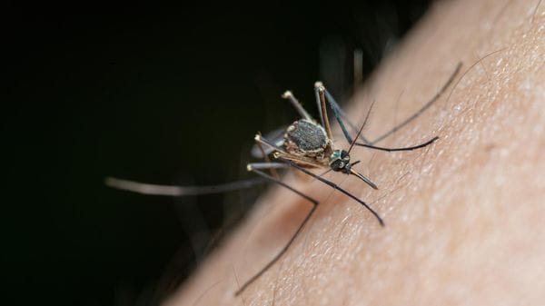 Nel Lodigiano già 9 casi di febbre del Nilo da inizio anno, e il Milanese è l’area più colpita