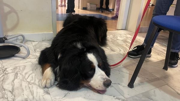 Arriveranno i cani in Pediatria per il benessere dei bambini