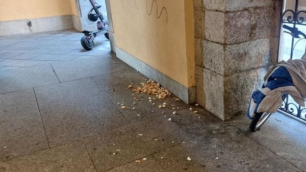Lodi: sotto il Comune continuano a dare da mangiare ai piccioni