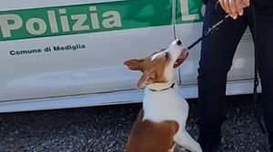La polizia locale di Mediglia salva una cagnolina