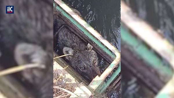 Lupo intrappolato in una roggia: un delicato salvataggio a Massalengo