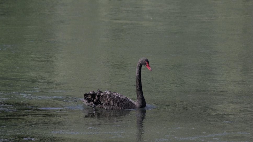 Avvistato un cigno nero nel canale Muzza