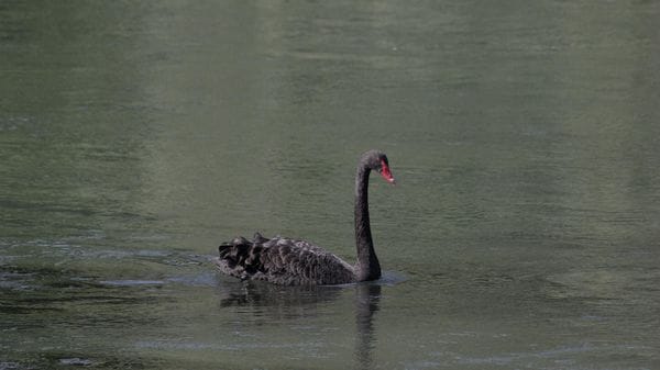 Avvistato un cigno nero nel canale Muzza