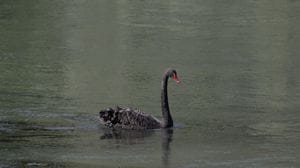 Avvistato un cigno nero nel canale Muzza