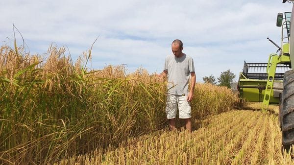 Carnaroli Classico a chilometro zero: a Orio Litta si produce il riso più pregiato