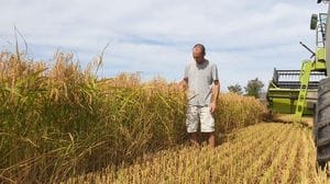 Carnaroli Classico a chilometro zero: a Orio Litta si produce il riso più pregiato