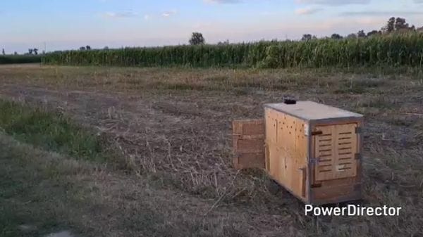È stato liberato il lupo salvato domenica a Massalengo