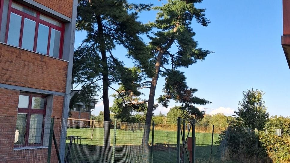 Melegnano: la strana chiusura della piscina per i pini pericolanti