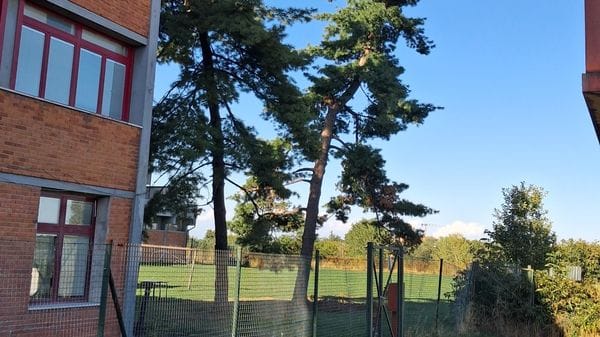 Melegnano: la strana chiusura della piscina per i pini pericolanti