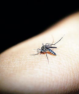 Allerta Dengue a San Donato: «Disinfestare le aree verdi delle scuole»