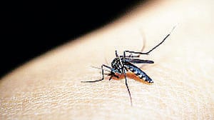 Allerta Dengue a San Donato: «Disinfestare le aree verdi delle scuole»