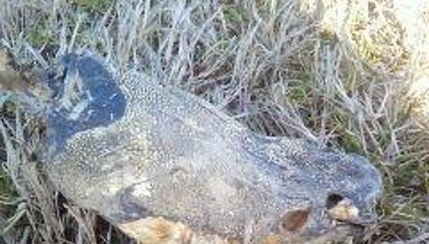 Spunta un pitone nel parco
