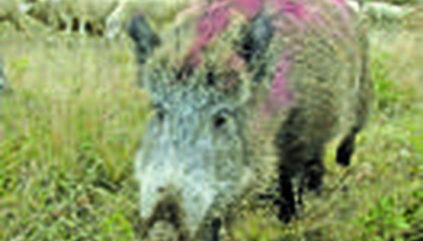 I Cinghiali In Collina Non Sono Un Pericolo