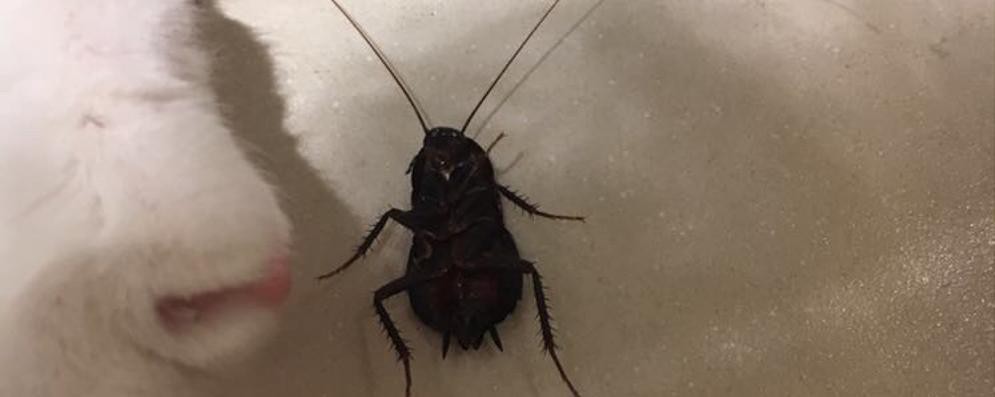 Non Bastavano Nutrie E Zanzare Ora E Il Turno Di Blatte E Scarafaggi