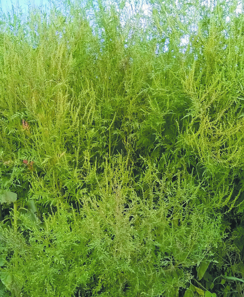 L Allarme Ambrosia Infesta Anche Il Sudmilano