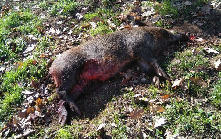 Cinghiale attraversa la strada e viene travolto da un’auto