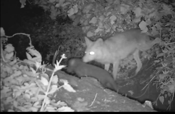 Mamma volpe e il suo cucciolo