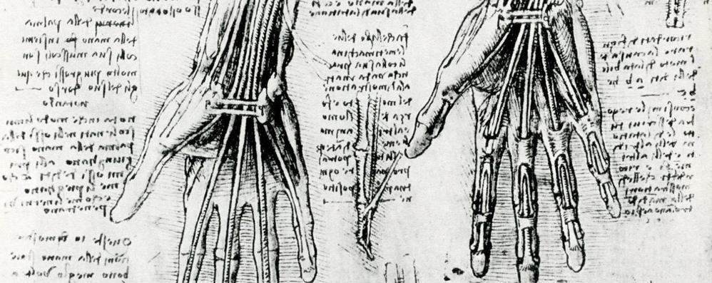 Il Genio Medico Di Leonardo Al Policlinico Di San Donato