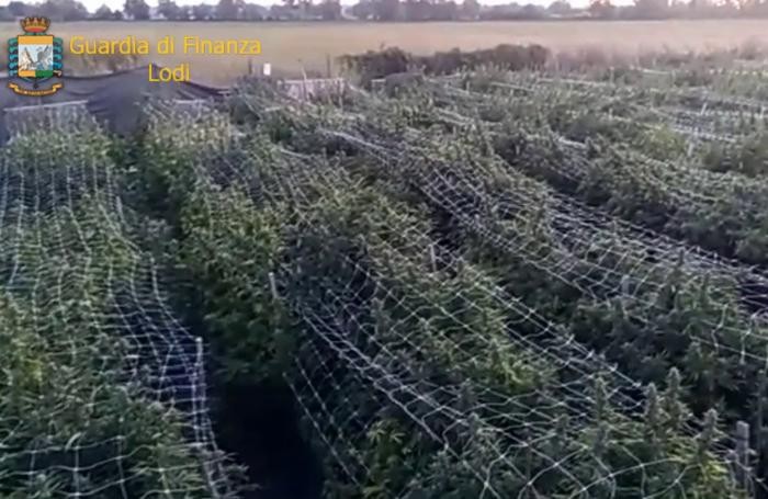 La piantagione nei campo di Borghetto