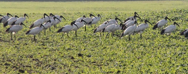 Gli Ibis Sacri Colonizzano La Bassa Lodigiana Cronaca Codogno