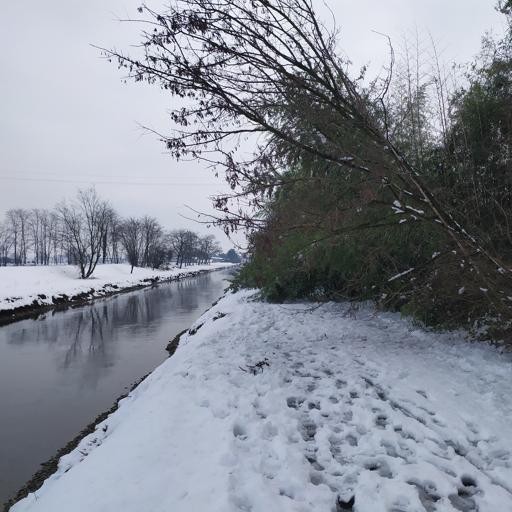 Alberi Crollano Sotto Il Peso Della Neve Sulla Ciclabile Cronaca Cavenago D Adda
