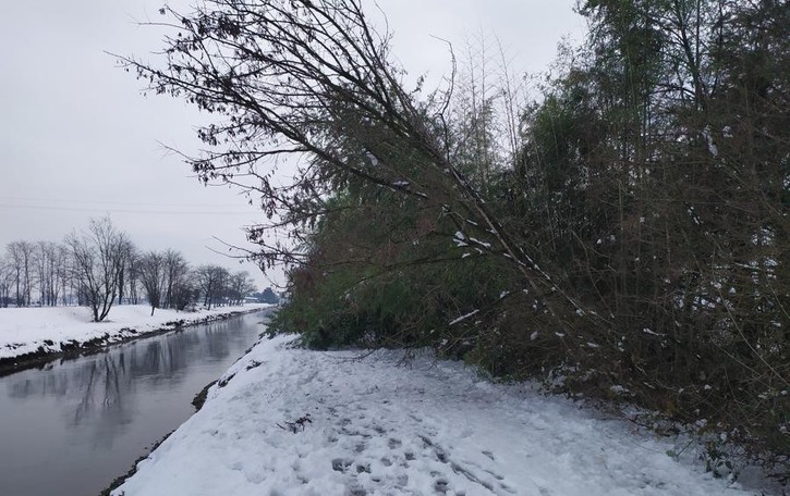Alberi crollano sotto il peso della neve sulla ciclabile