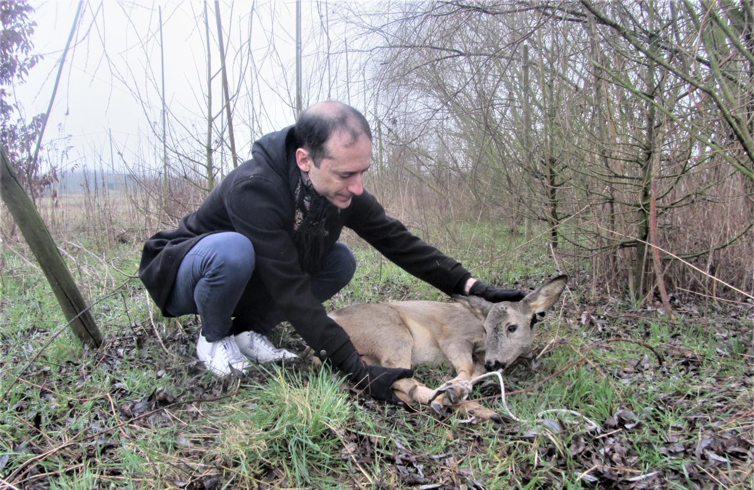 Giuseppe Monticelli di Codogno, volontario Enpa, con il capriolo ferito
