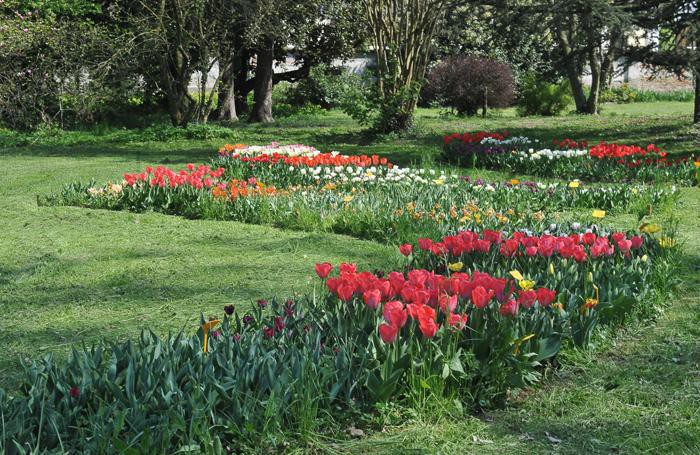 Lo spettacolo dei tulipani