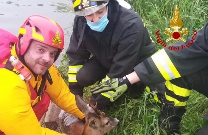Il cervo caduto nel cavo Marocco, salvato dai vigili del fuoco