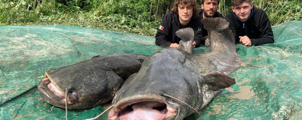 Caccia Grossa Al Mostro Del Fiume Un Siluro Da Record Catturato Dopo Ore Di Lotta